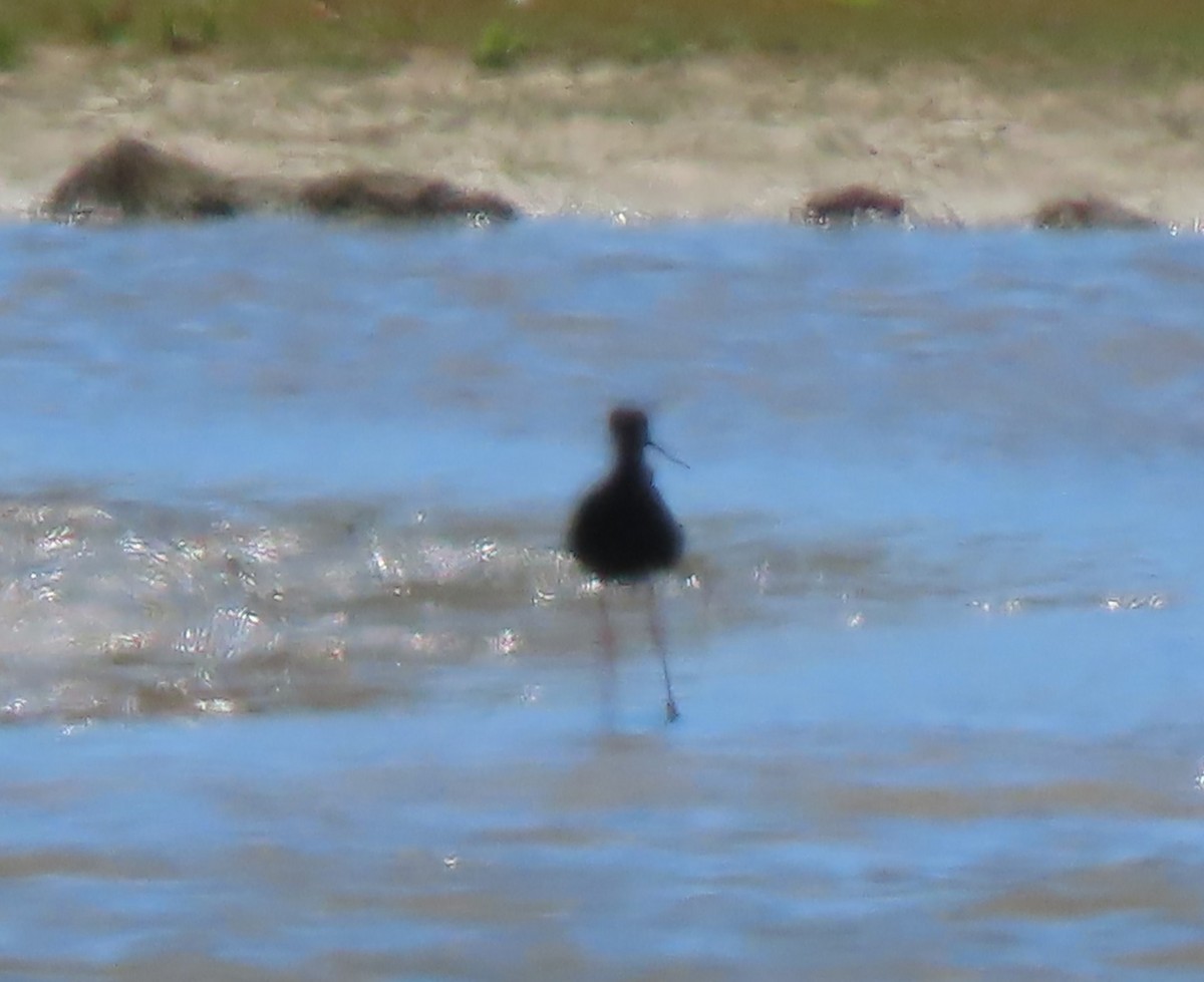 Black Stilt - ML627161751