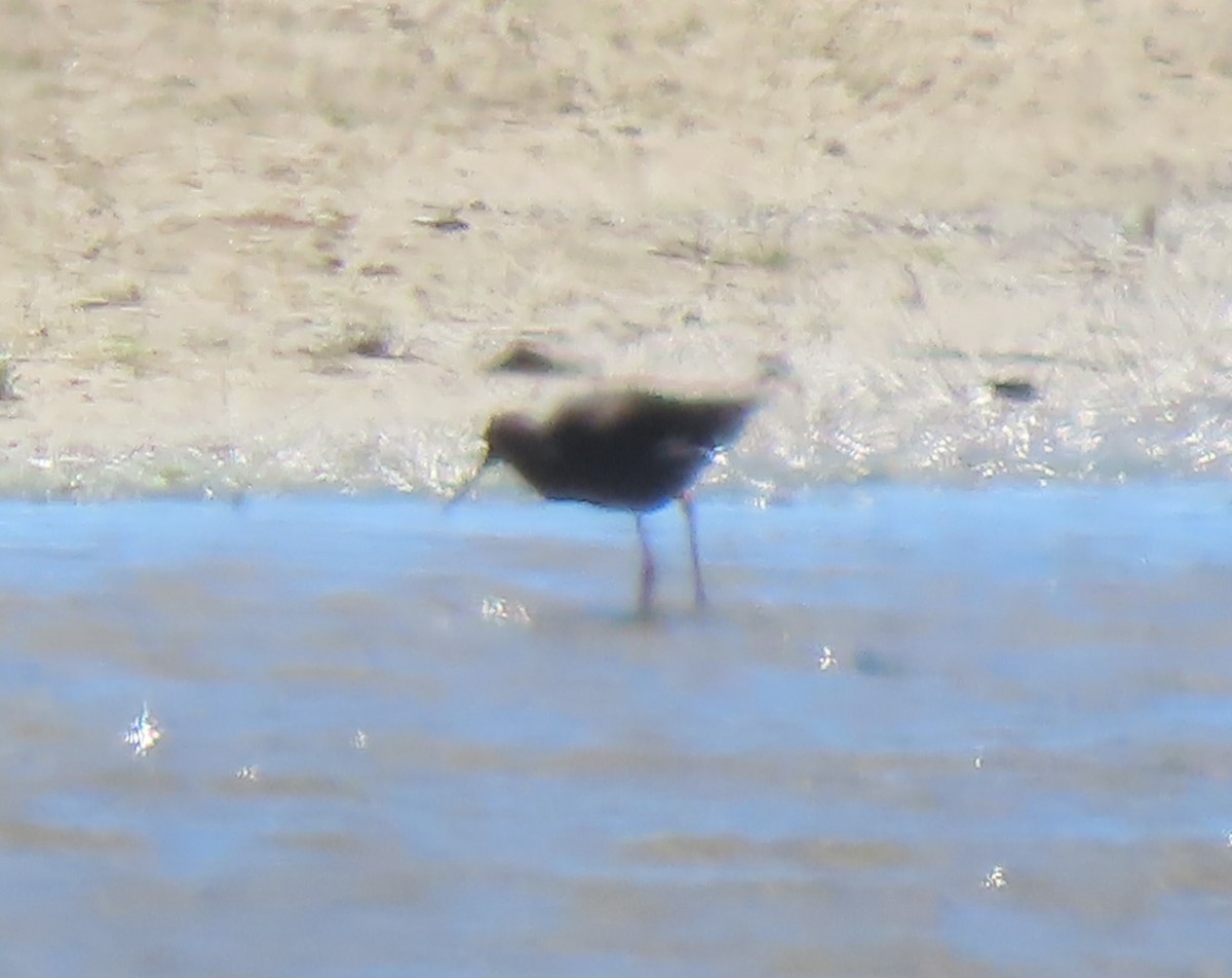 Black Stilt - ML627161752