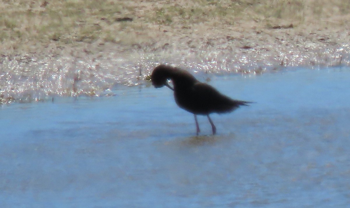 Black Stilt - ML627161753