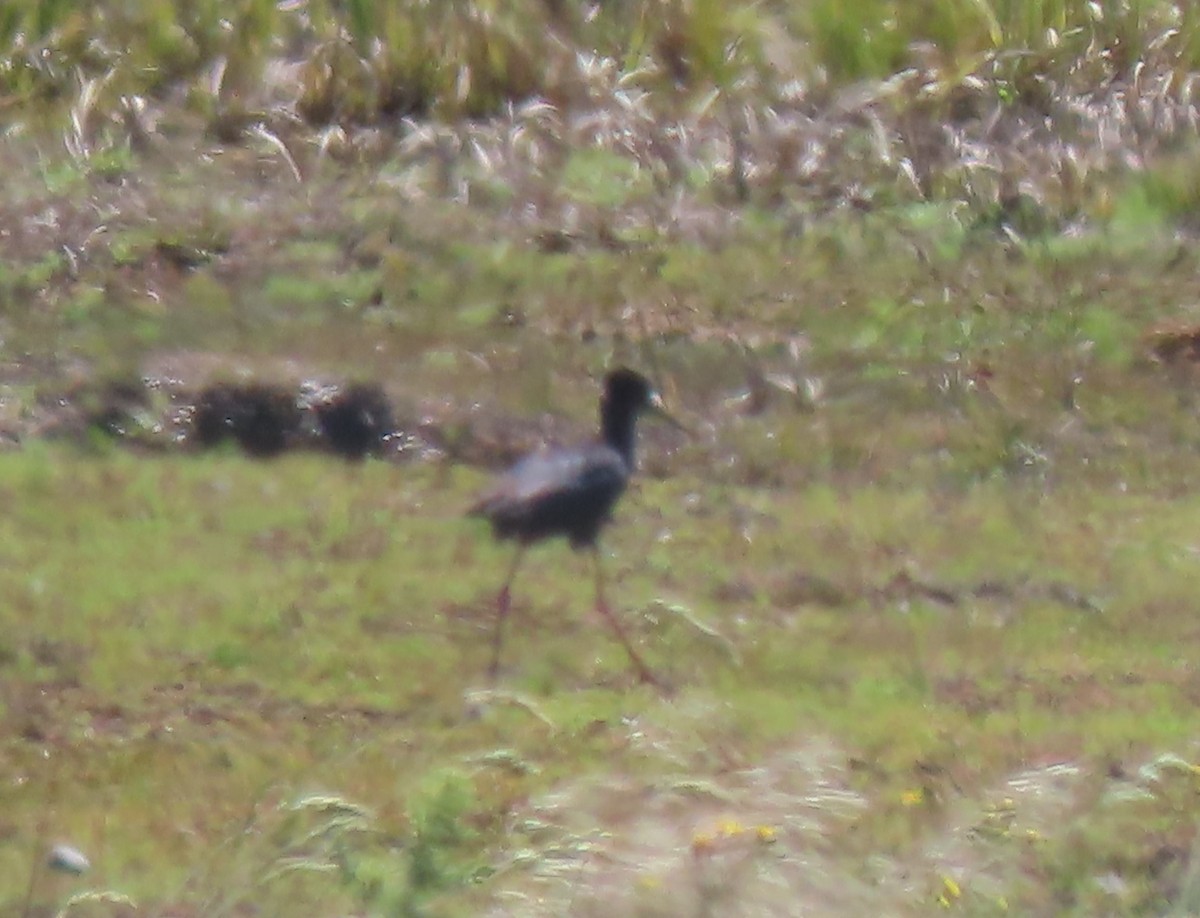 Black Stilt - ML627161754