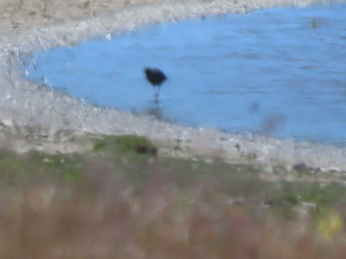 Black Stilt - ML627161755