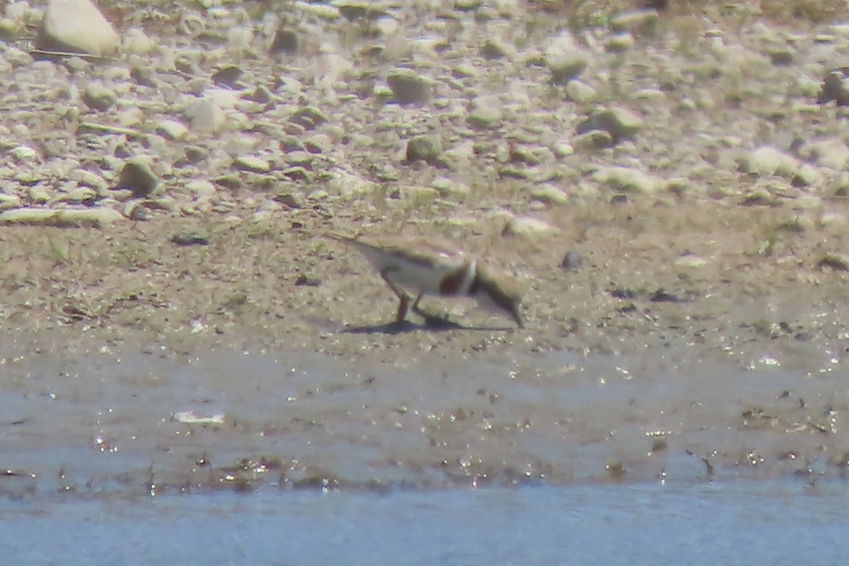 Double-banded Plover - ML627161761