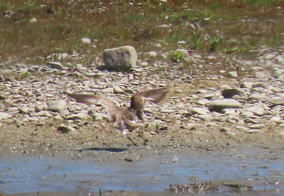 Double-banded Plover - ML627161762