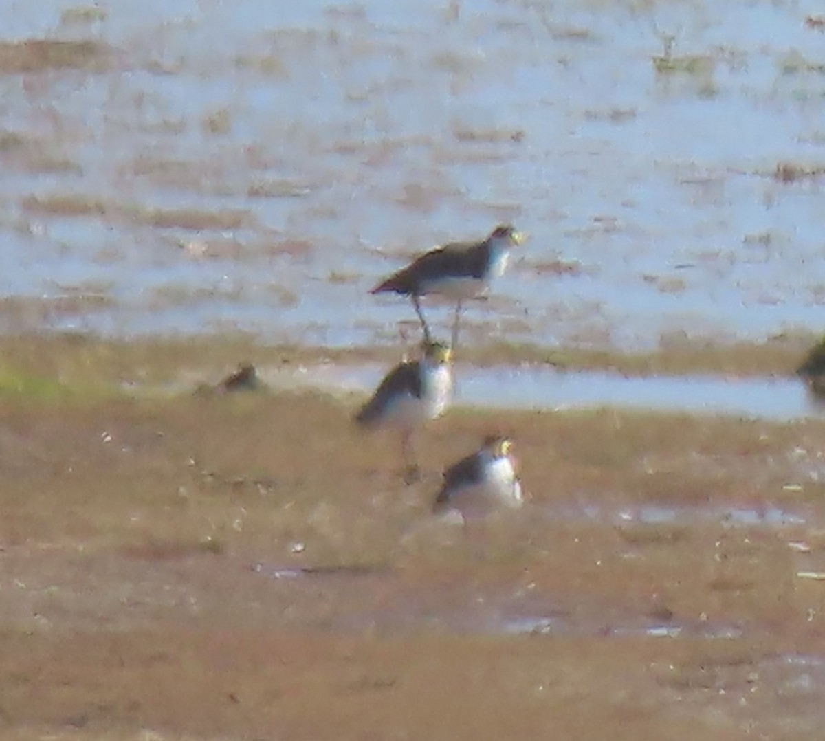 Masked Lapwing - ML627161808