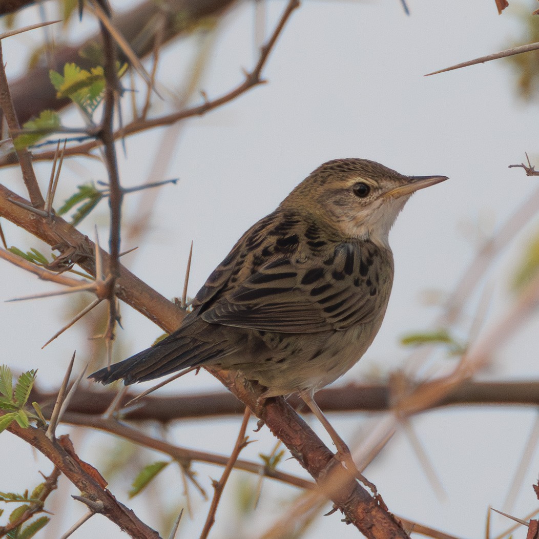 Common Grasshopper Warbler - ML627161925