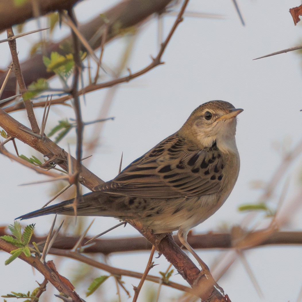 Common Grasshopper Warbler - ML627161926