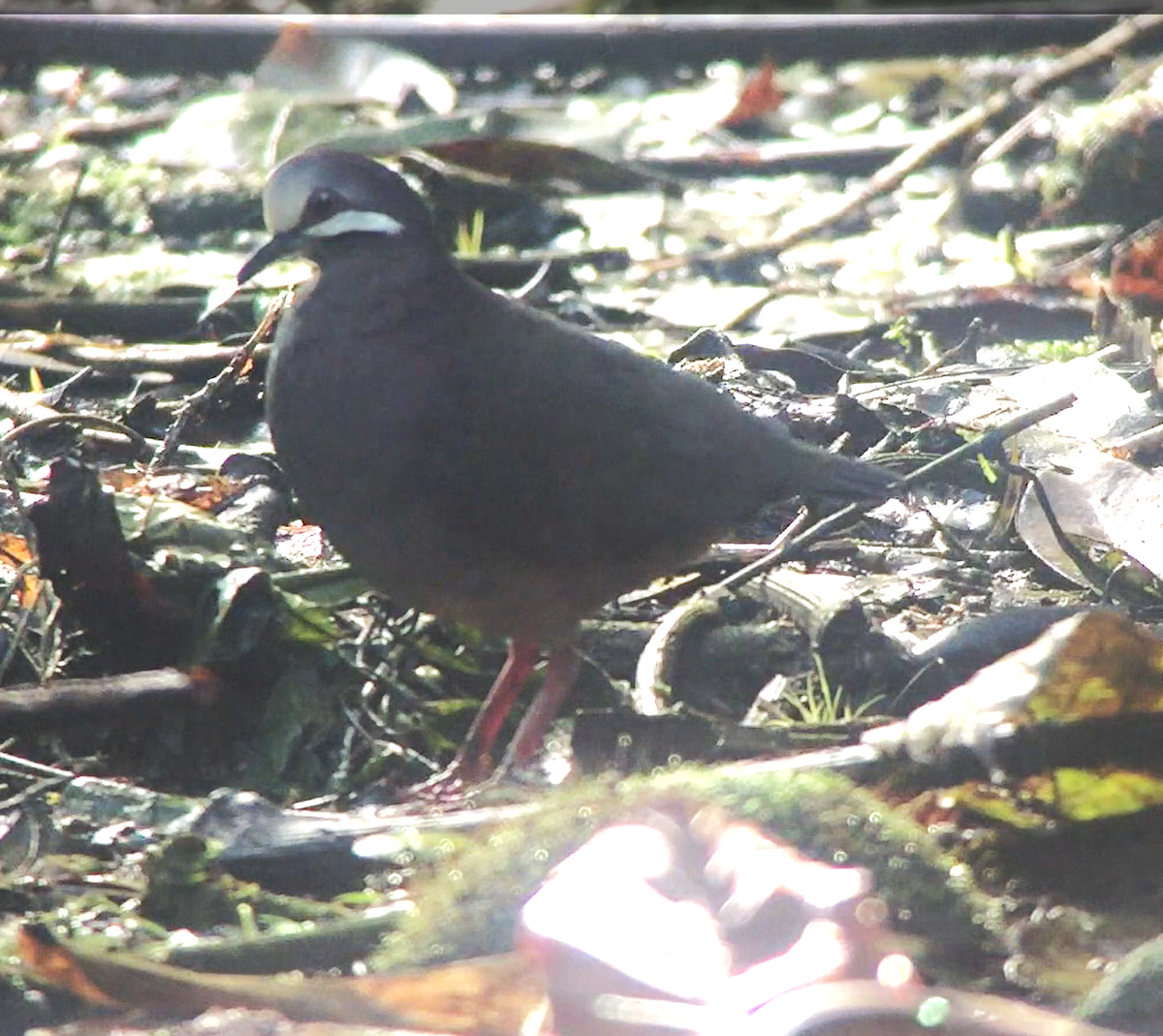 Olive-backed Quail-Dove - ML627161961