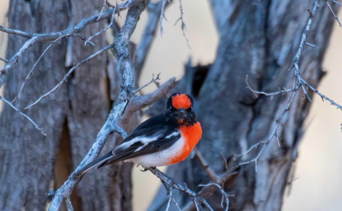 Red-capped Robin - ML627161964