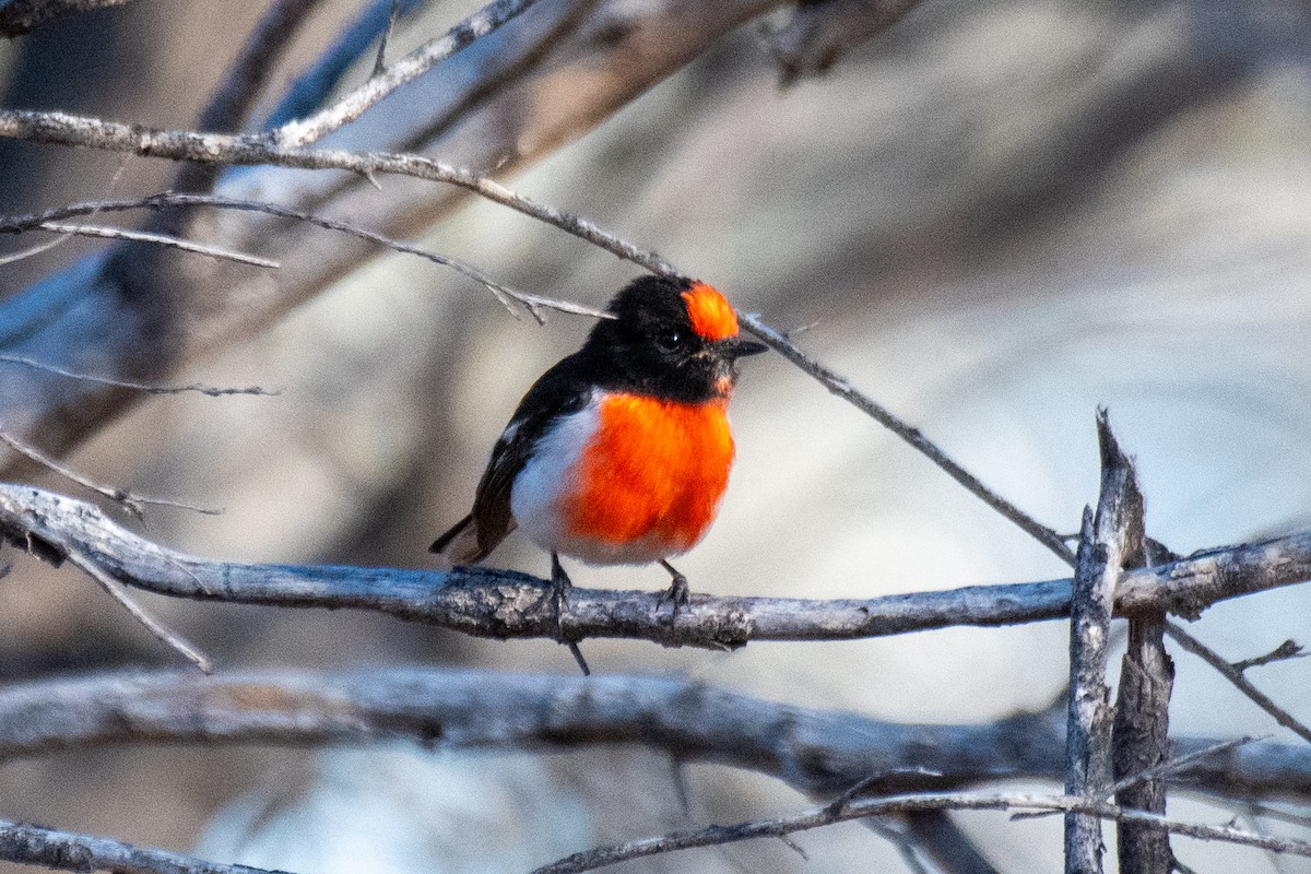 Red-capped Robin - ML627161965