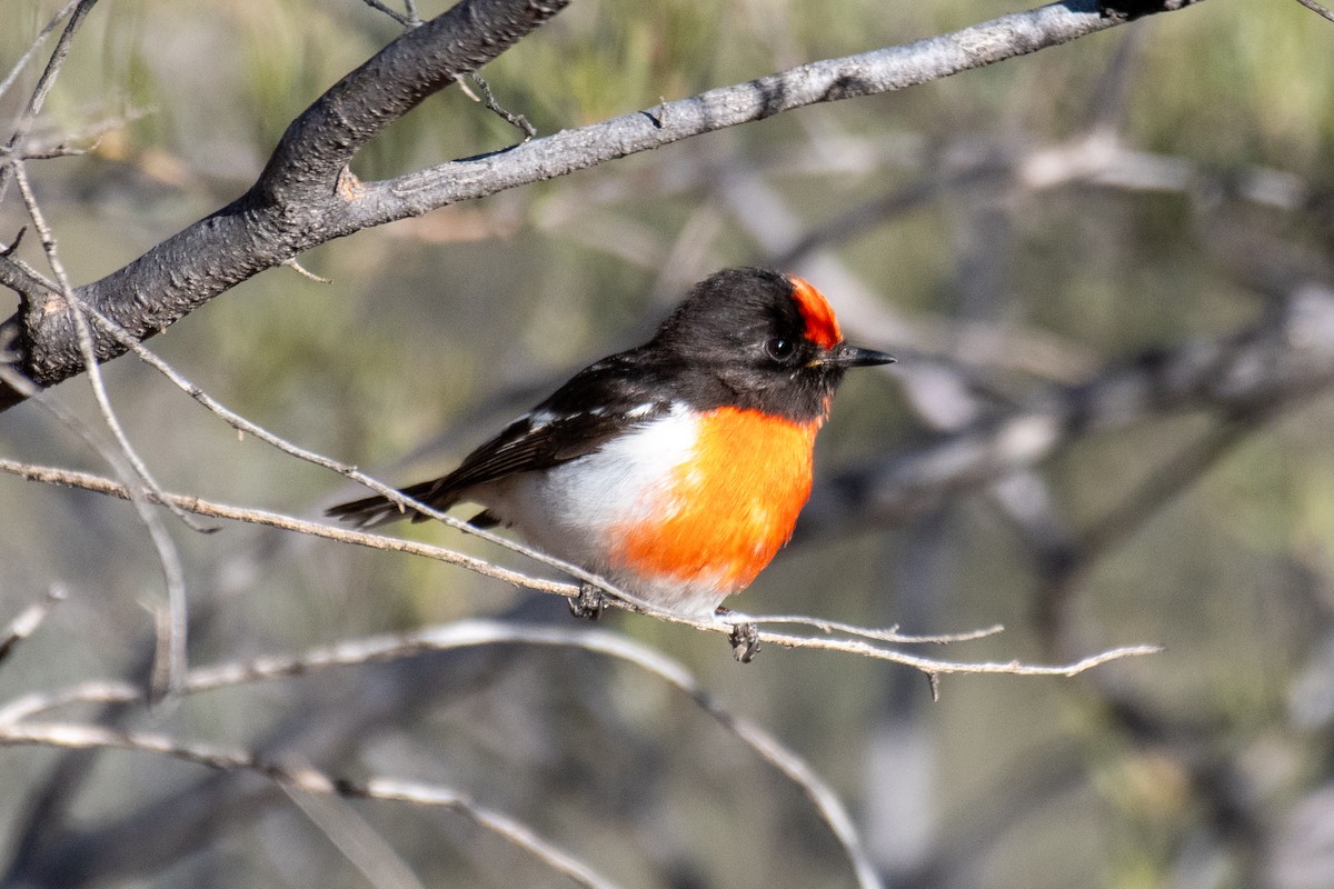 Red-capped Robin - ML627161966