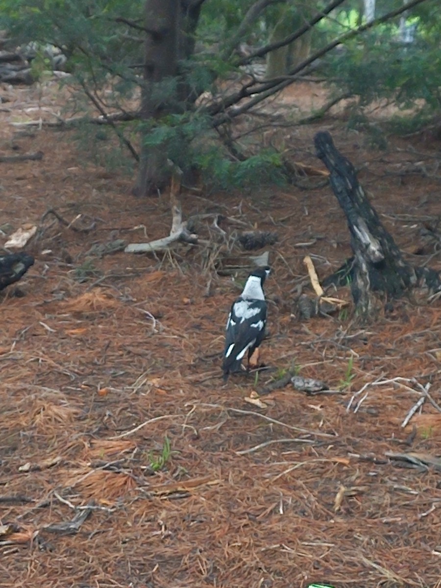 Australian Magpie (Black-backed x White-backed) - ML627161971