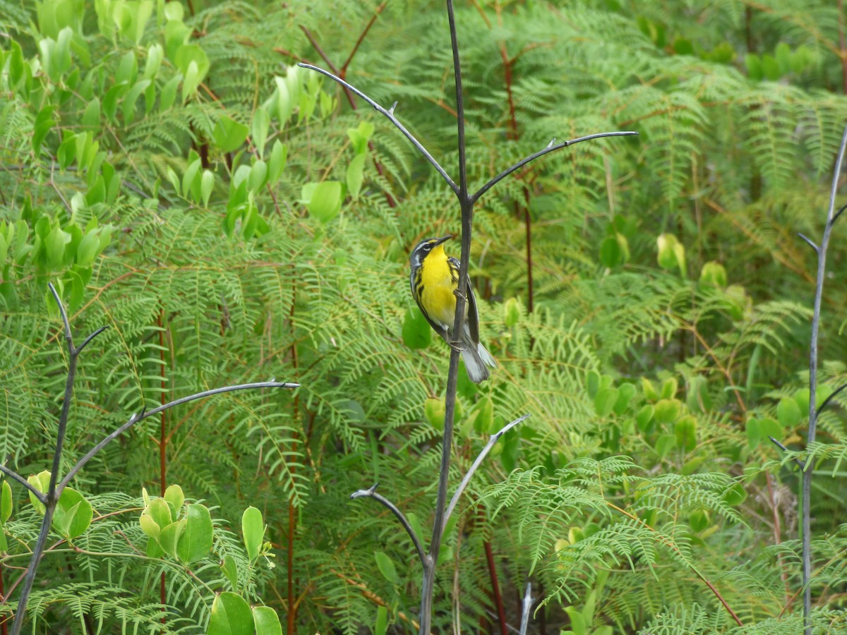 Bahama Warbler - ML627161998