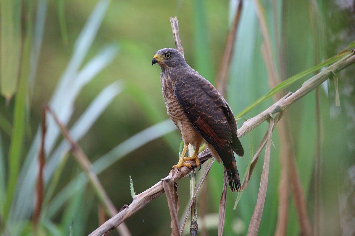 Roadside Hawk - ML627162093