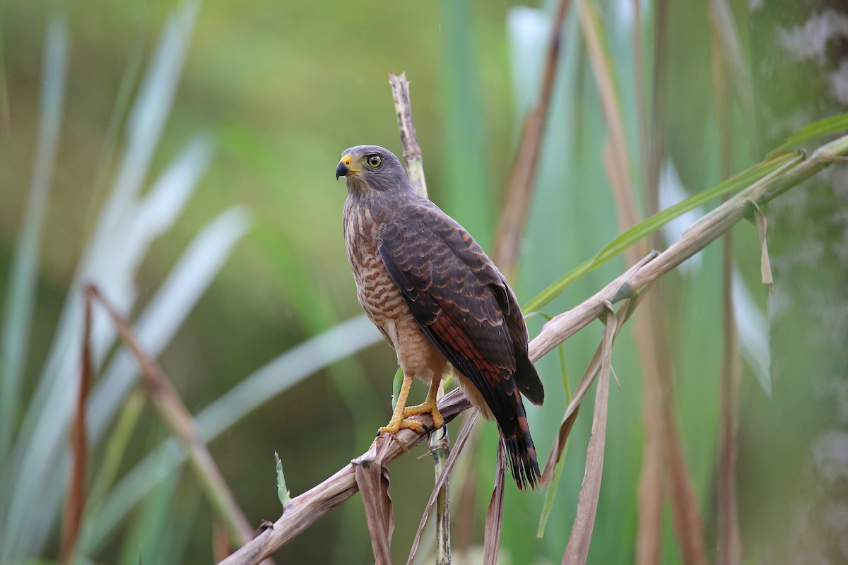 Roadside Hawk - ML627162094