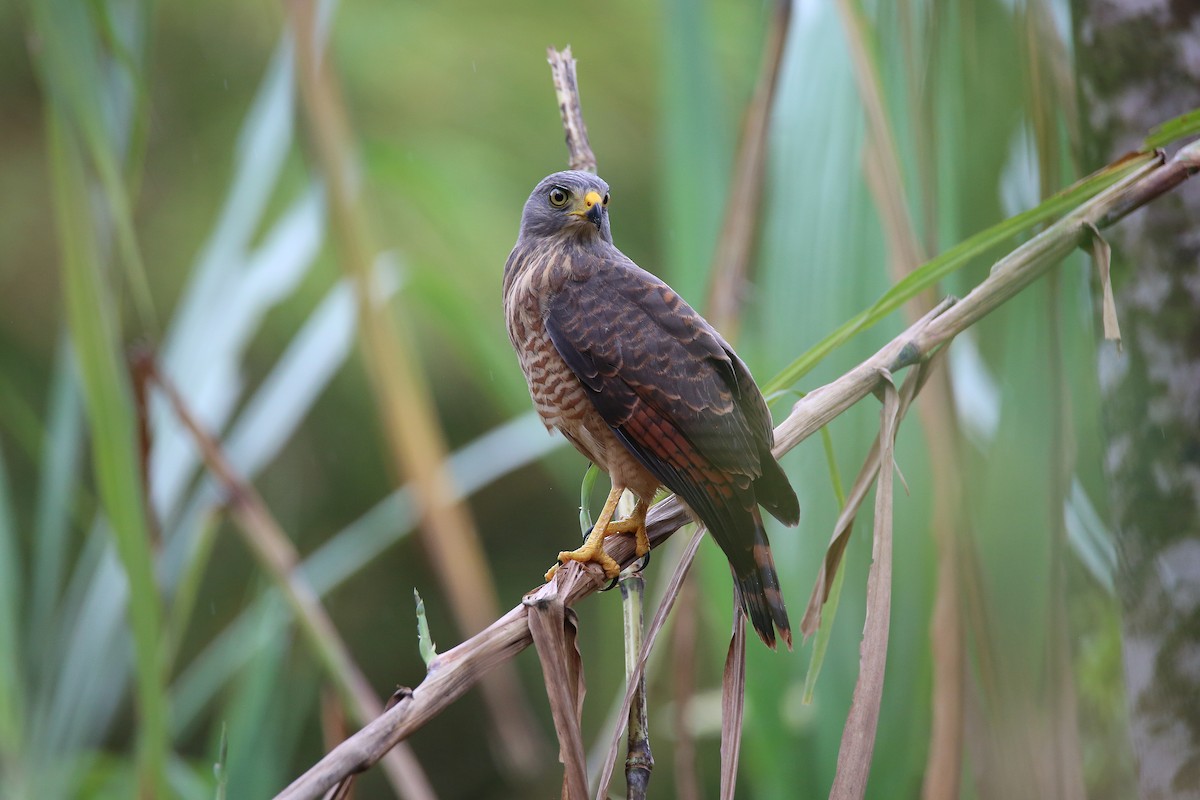 Roadside Hawk - ML627162095