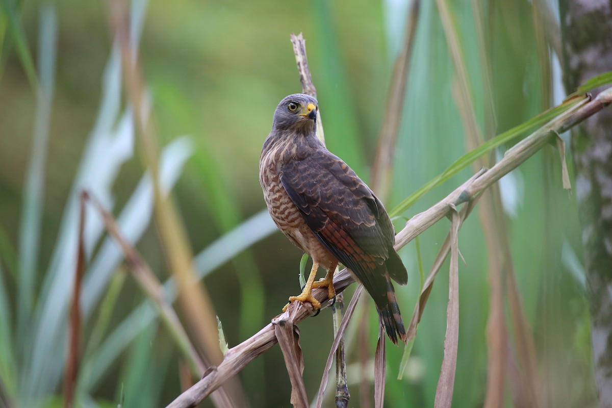 Roadside Hawk - ML627162098