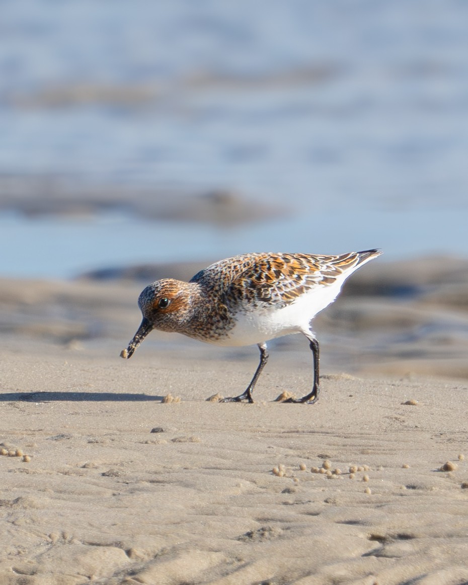 Sanderling - ML627162224