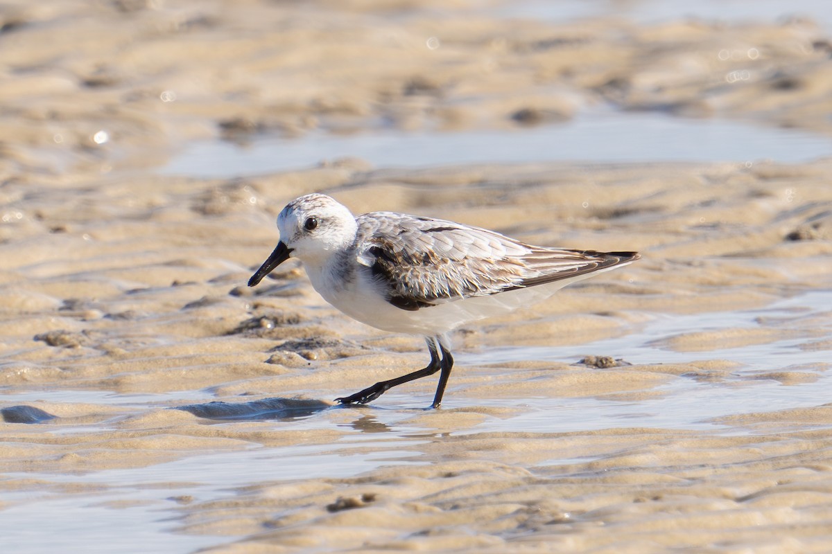 Sanderling - ML627162225