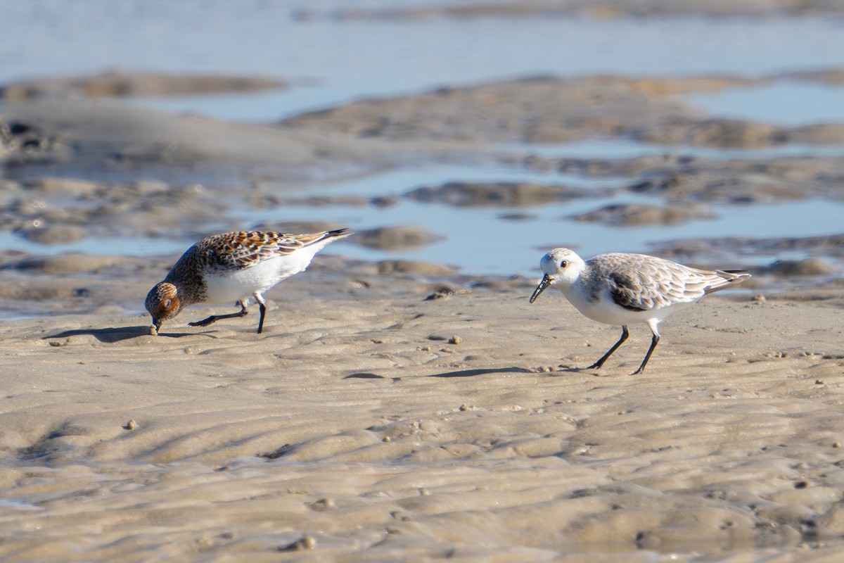 Sanderling - ML627162226