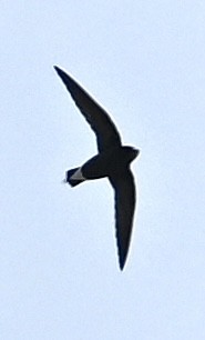 Brown-backed Needletail - ML627162342