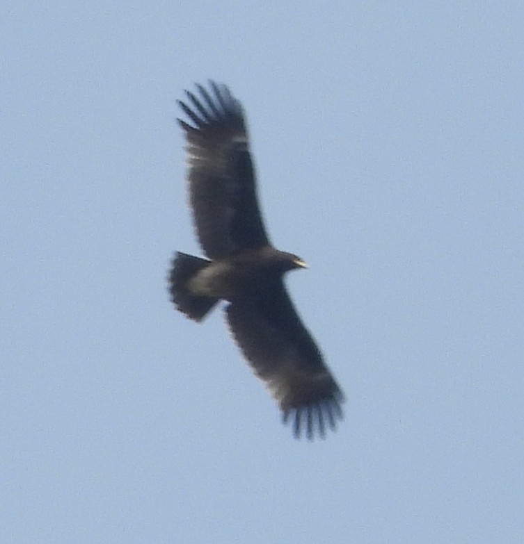 Greater Spotted Eagle - ML627162503