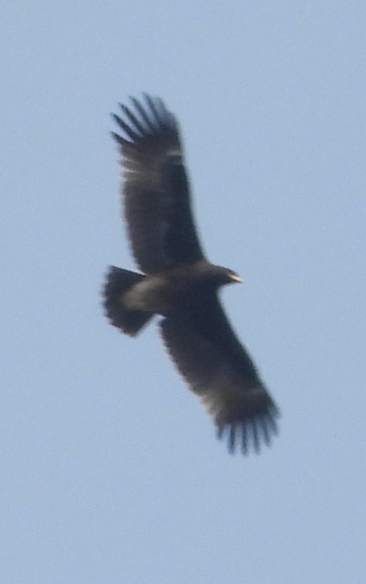 Greater Spotted Eagle - ML627162504