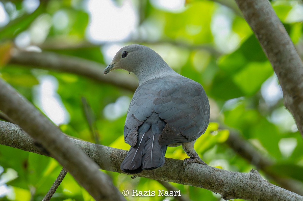 Gray Imperial-Pigeon - ML627162561