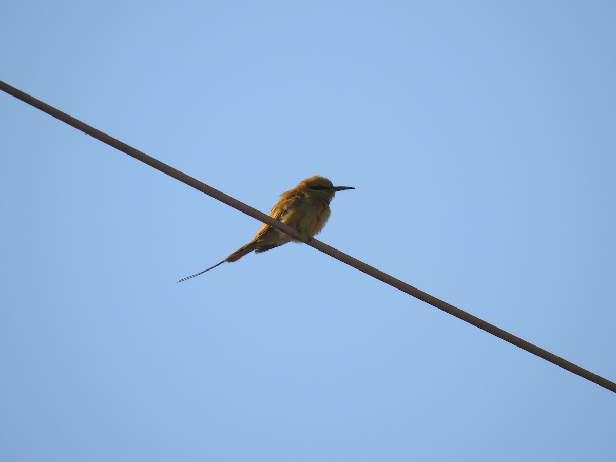 African Green Bee-eater - ML627162639