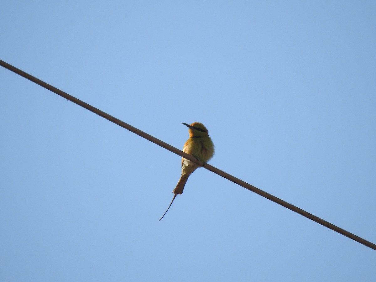 African Green Bee-eater - ML627162640