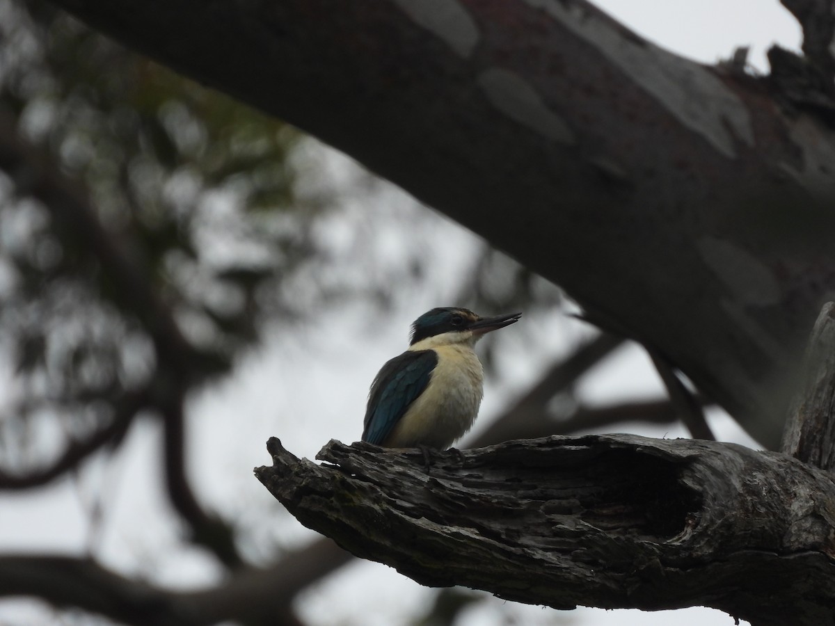 Sacred Kingfisher - ML627162827