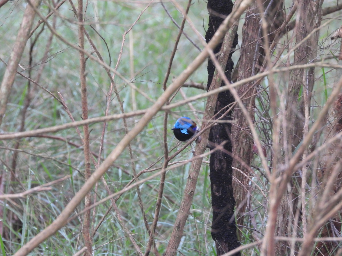Variegated Fairywren - ML627162834