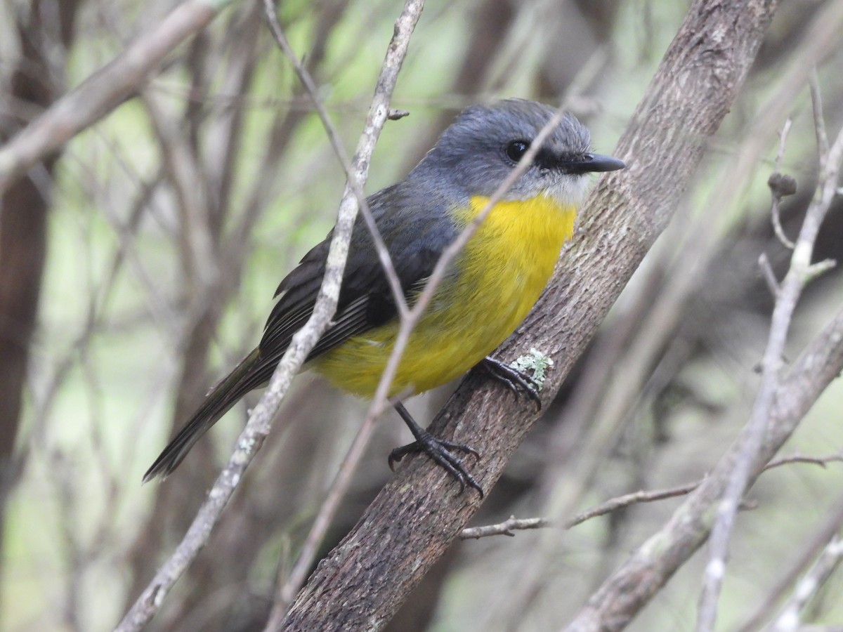 Eastern Yellow Robin - ML627162844
