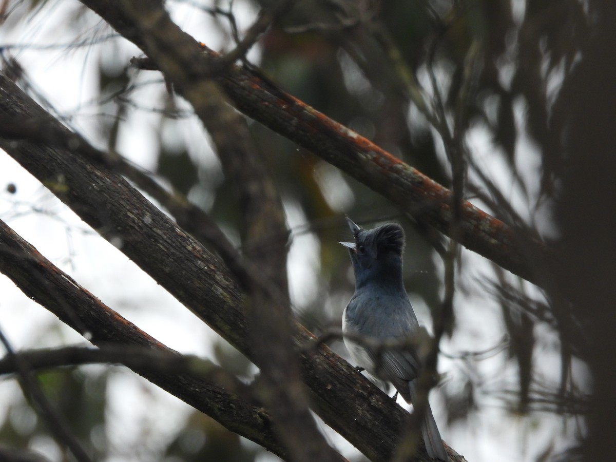 Leaden Flycatcher - ML627162872
