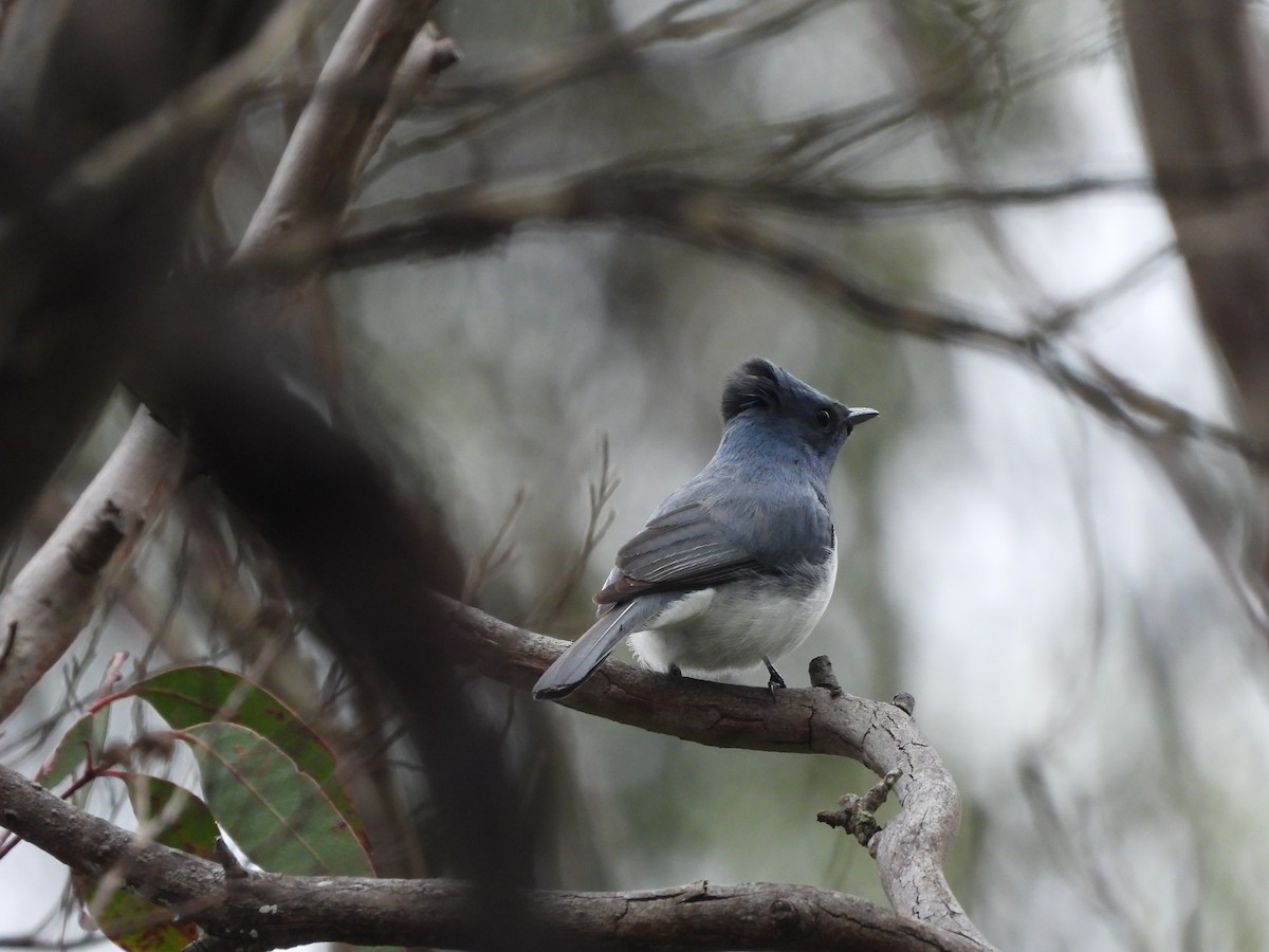 Leaden Flycatcher - ML627162873