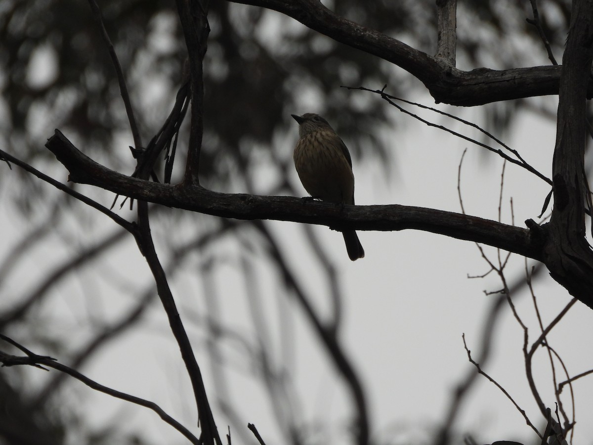 Rufous Whistler - ML627163077