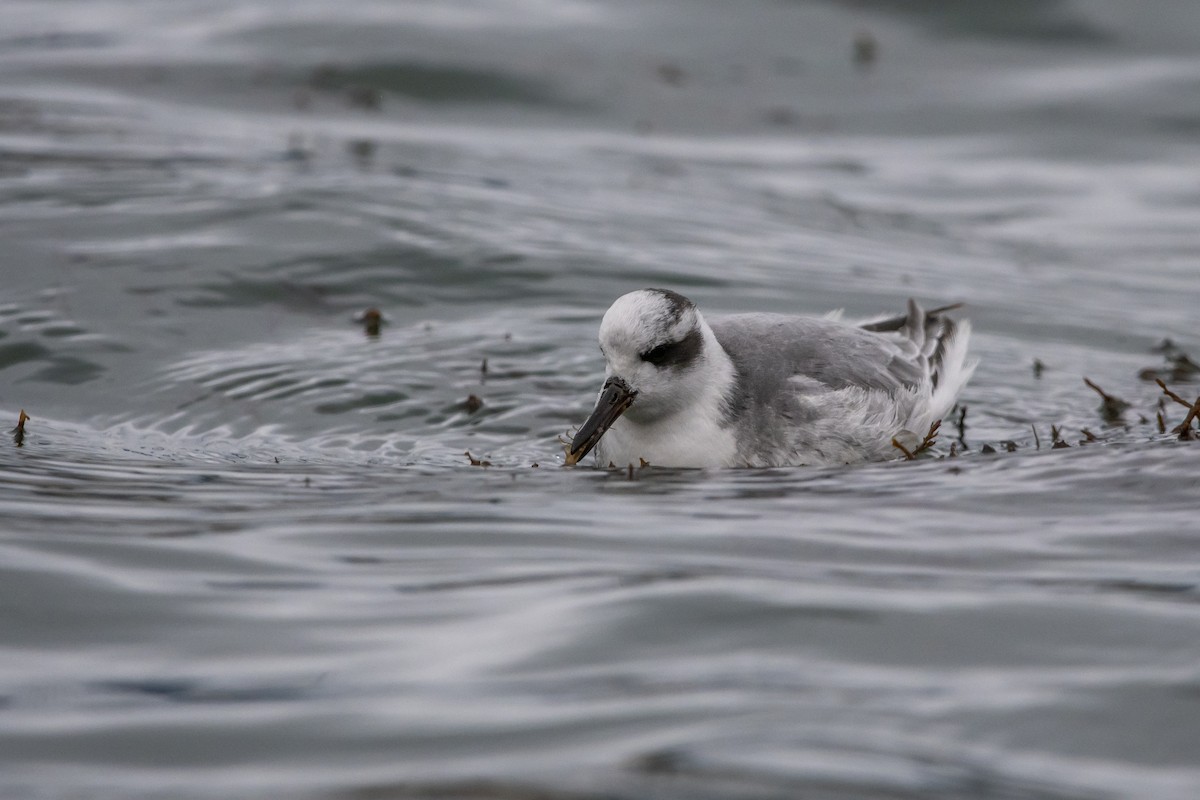Улаан сэлээхэй - ML627163285