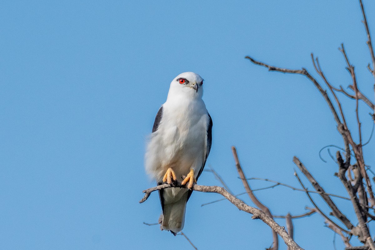 Black-shouldered Kite - ML627163327