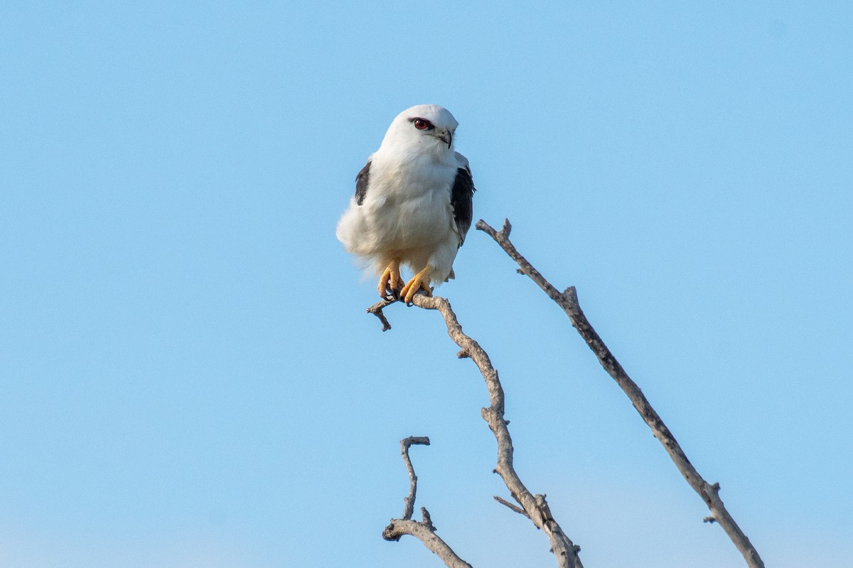 Black-shouldered Kite - ML627163328