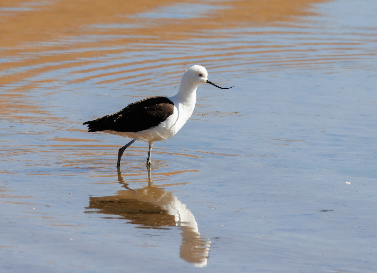 Andean Avocet - ML627163398