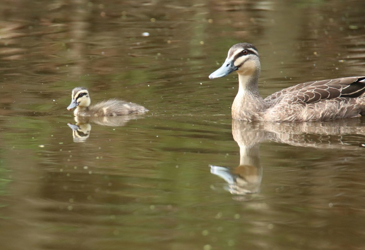 Pacific Black Duck - ML627163465
