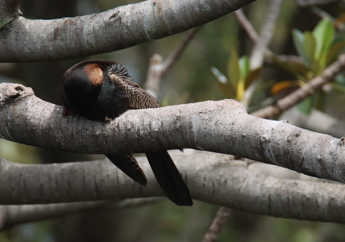Australasian Darter - ML627163471