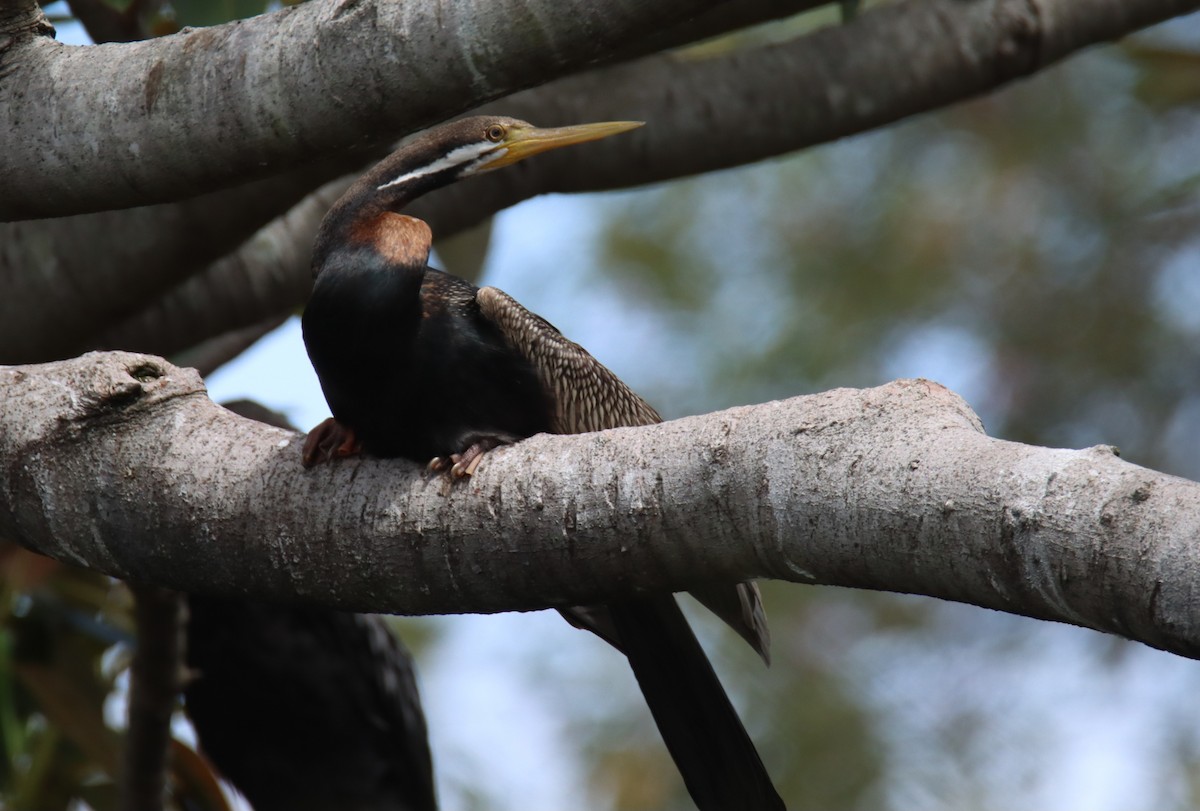 Australasian Darter - ML627163472