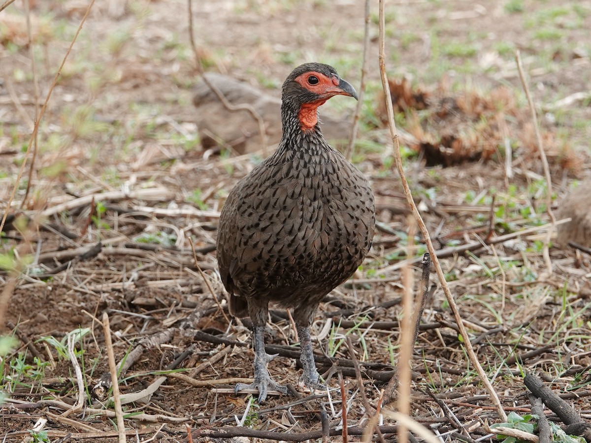 Swainson's Spurfowl - ML627163547