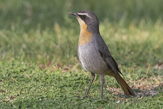 Cape Robin-Chat - ML627163713