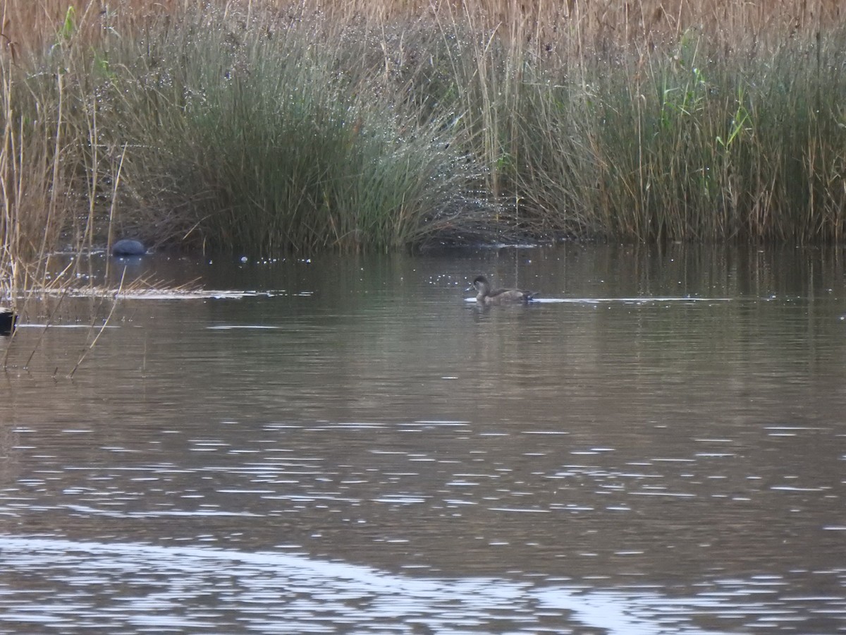 Ring-necked Duck - ML627163744