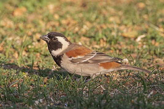 Cape Sparrow - ML627163762