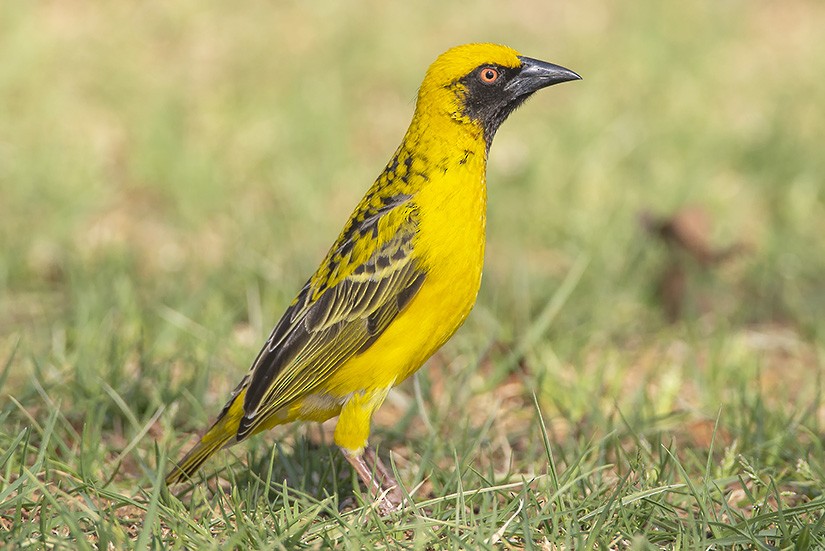 Village Weaver (Spot-backed) - ML627163906