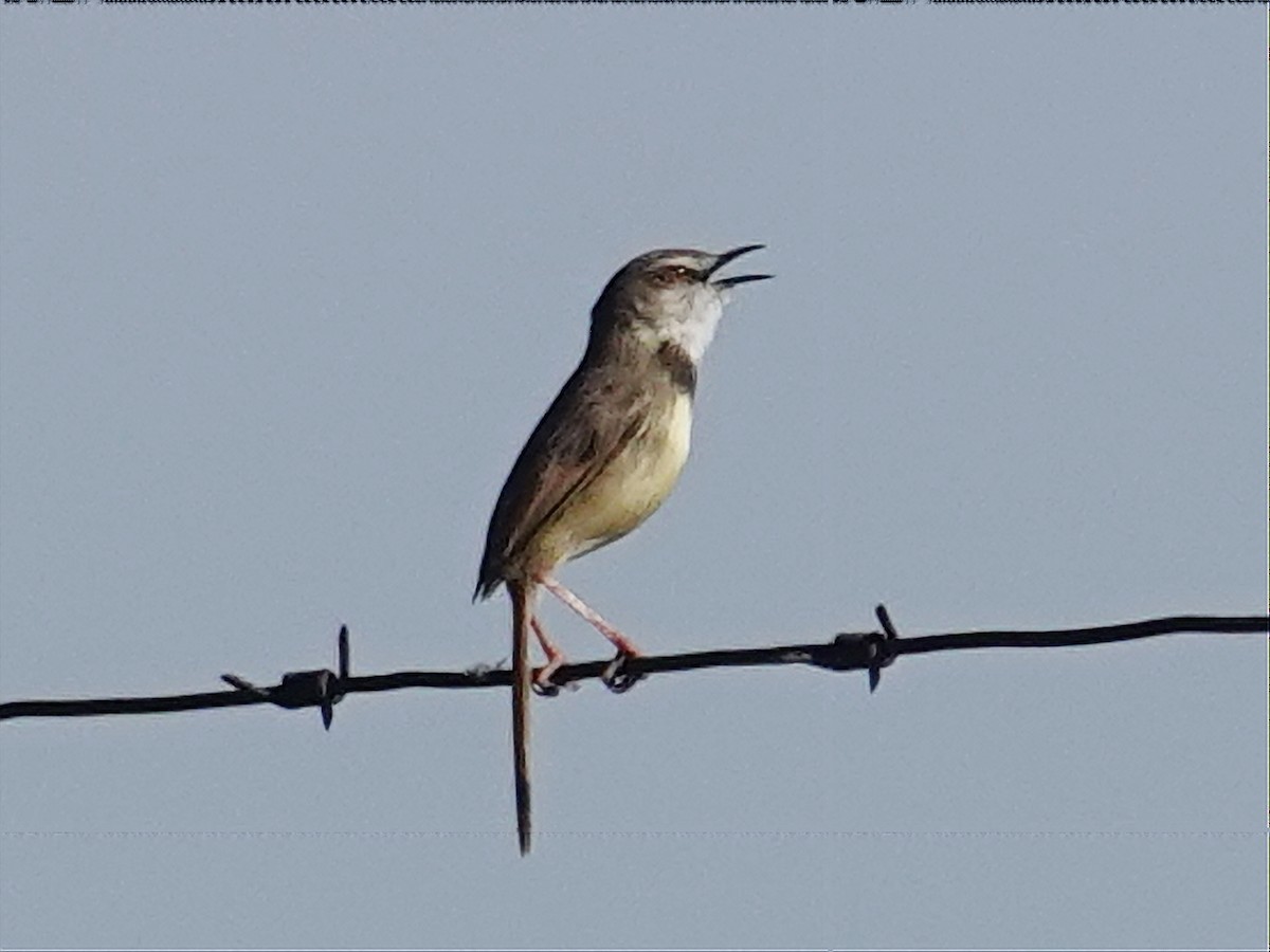 Prinia à plastron - ML627163909