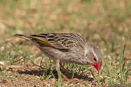 Red-billed Quelea - ML627164012