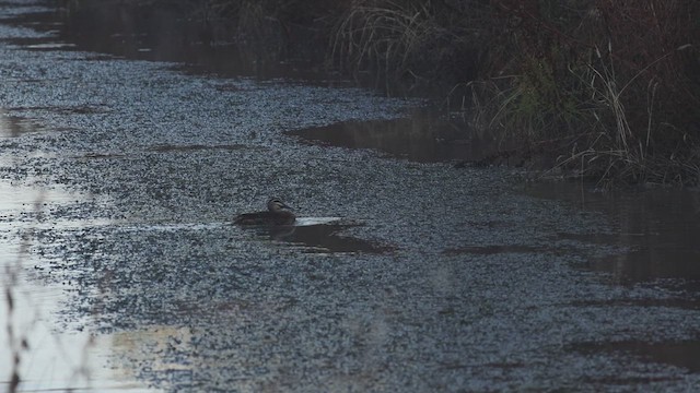 Canard à sourcils - ML627164108